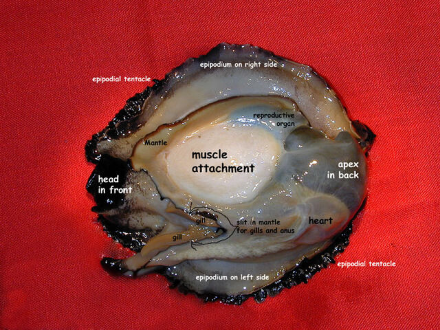 File:Abalone organs.jpg