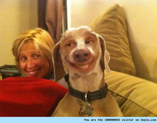 File:Smiling Dog.jpg