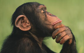 Thinking chimps 02