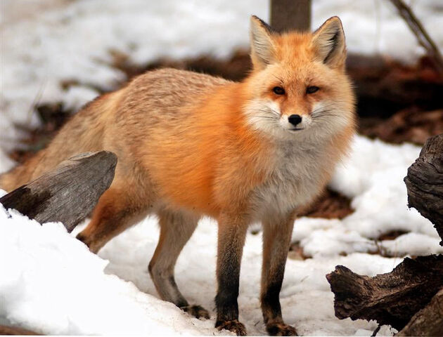 File:Fox gl.jpg