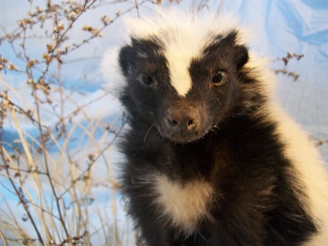 File:Skunks005.jpg