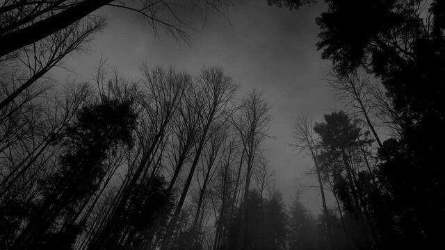 File:Forest-black-white-dark-forest-wallpaper.jpg