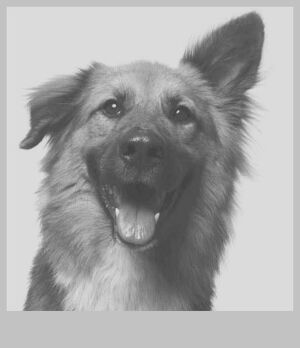 SilverDog