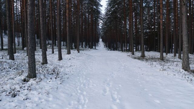 File:Frozen woods.jpg