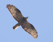 Buzzard