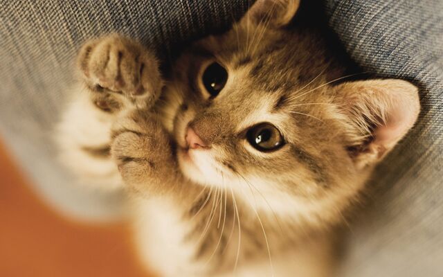 File:Cats-and-kittens-wallpapers-hdkitten-cat-big-cat-baby-kitten-sleep-2560x1024px-hd-wallpaper--cat-umizfbaa.jpg