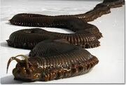 Wurm