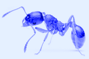 Formica Necropolia