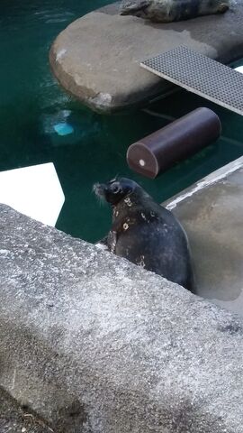 File:Zoo Image 1.jpg