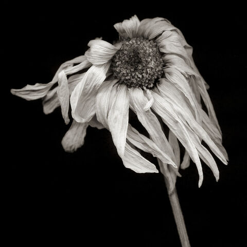 File:Daisy-3.jpg