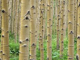 Arquivo:Floresta.jpg