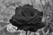 180px-Image-12-