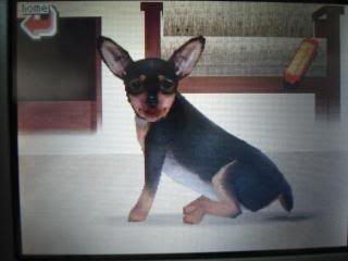 Arquivo:Pinscher nintendogs.jpg