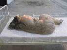 Images (4)