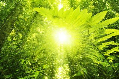 Foresta-tropicale.jpg