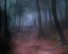 Woods night.jpg