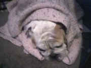 Piggy sick.jpg
