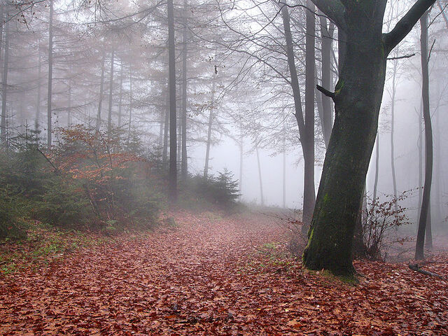 File:Teutoburg-forest.jpg