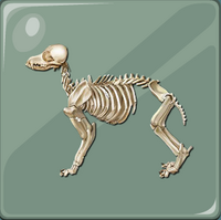 Köpekİskeleti84