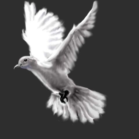 File:Dove 1.jpg