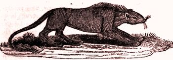 Rompo creature
