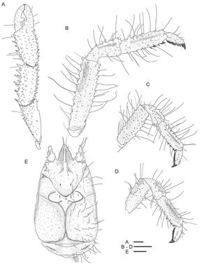 Kiwa puravida male