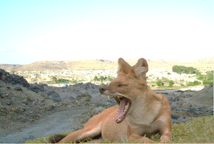 Wucharia jackal
