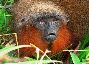 Monke