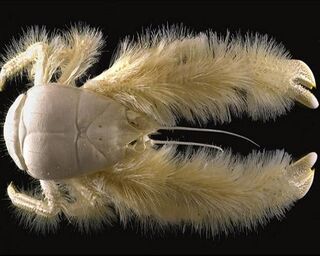 Yeticrab