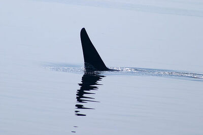 Fin