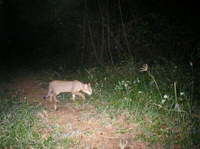 07MP cat JPG 140035f