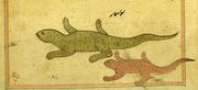 Lizards-islam
