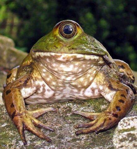 File:Frog.jpeg