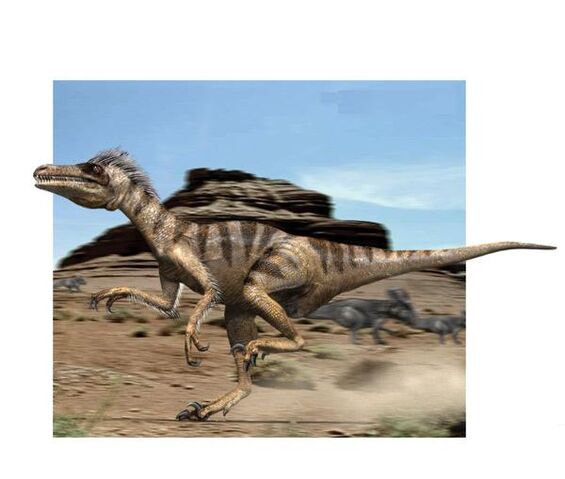 File:Velociraptor.jpg