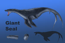 Giant seal size comparison by spearhafoc-d6cqm1l
