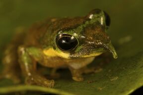 Rhino Frog