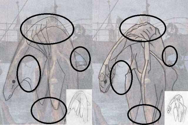 File:Zuiyo-Maru Monster.jpg