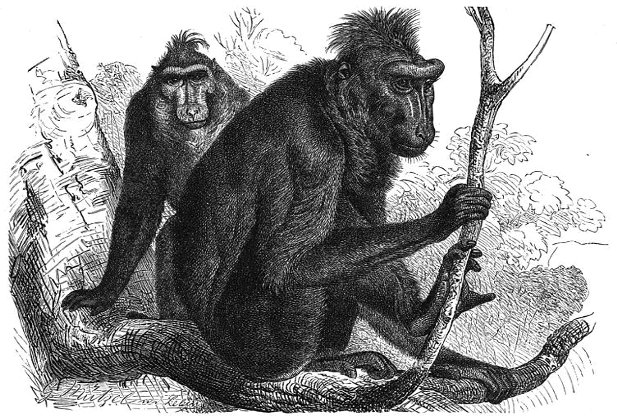 Orang Pendek CryptoWiki FANDOM powered by Wikia Orang Pendek CryptoWiki FANDOM powered by Wikia
