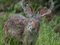 File:Jackalope.jpg