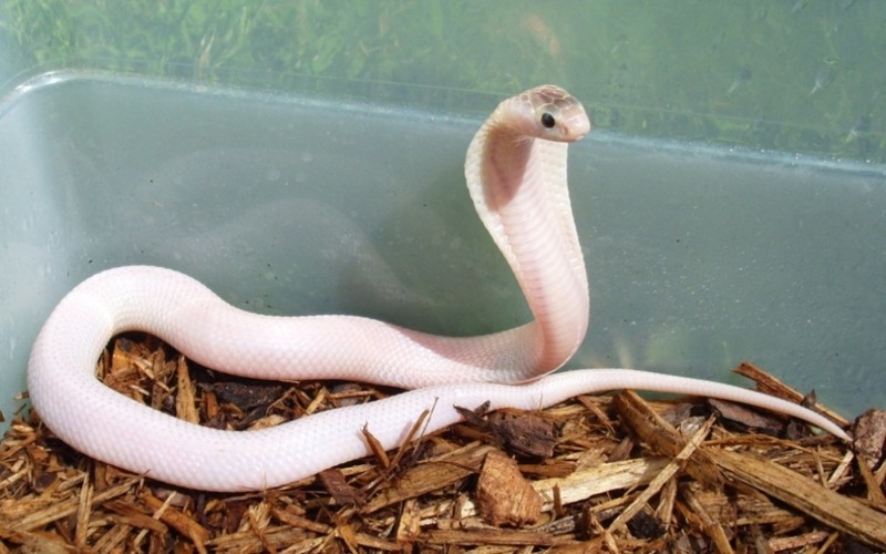 image albino king cobra jpg crystaldawn wiki fandom image albino king cobra jpg crystaldawn wiki fandom