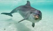 Dolphin11a