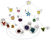 FlowerDiagram
