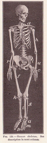 File:Pg 192 Human Skeleton.jpg