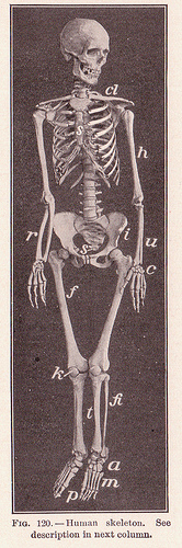 Pg 192 Human Skeleton