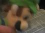 File:Cute 18.jpg