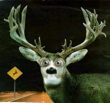 Deer