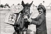 Mule