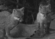 Wary foxes