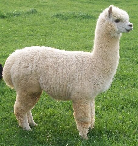 File:Alpaca--.jpg