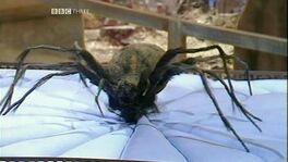 Planet of the Spiders